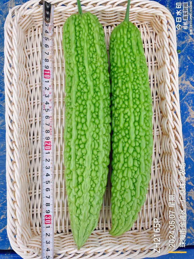 ZH2165P苦瓜（预告）