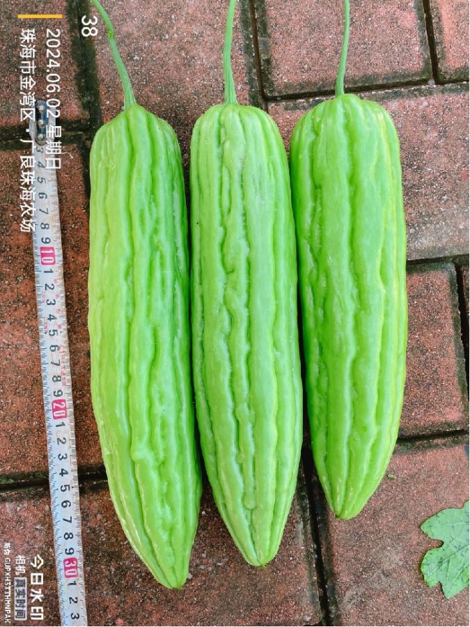 ZH2184Y苦瓜（预告）