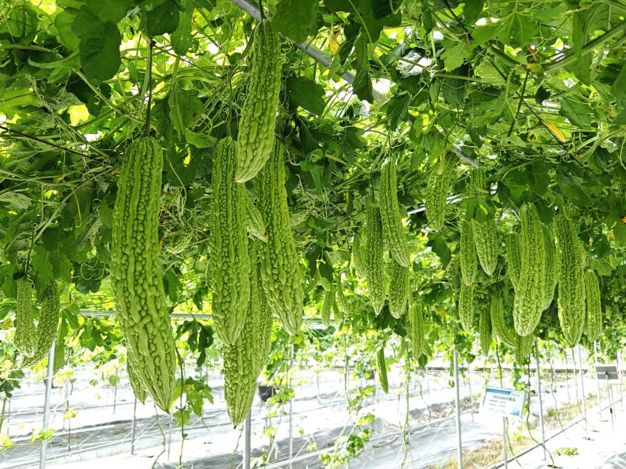 ZH2185P苦瓜（预告）