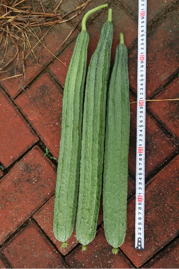 RIG-2056丝瓜（预告）