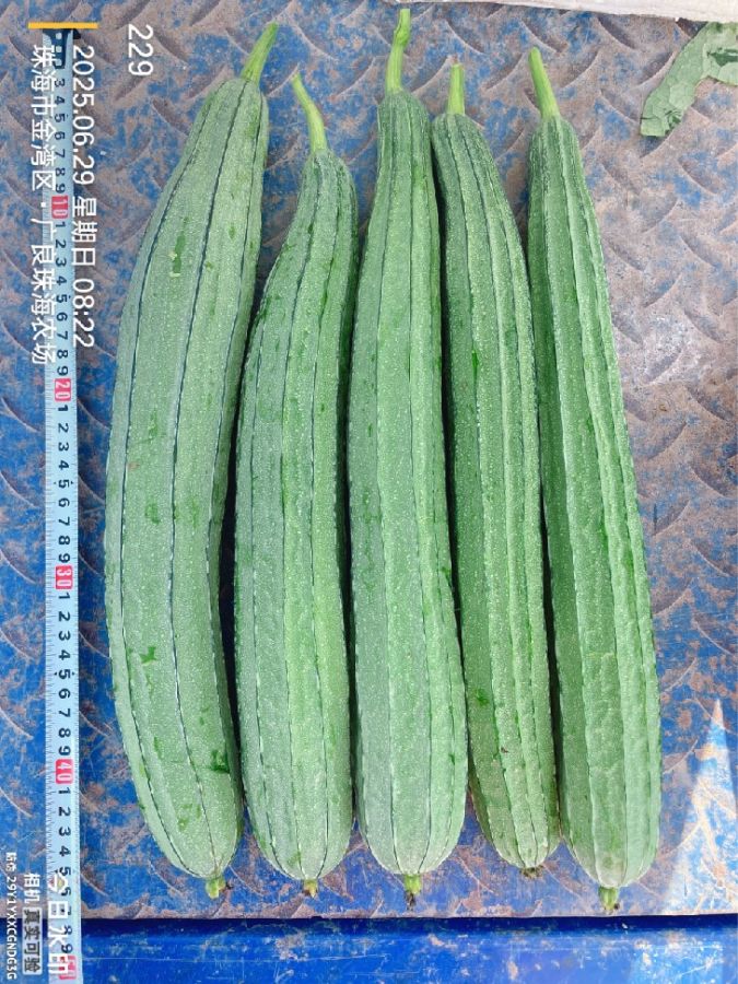 RIG-2063丝瓜（预告）