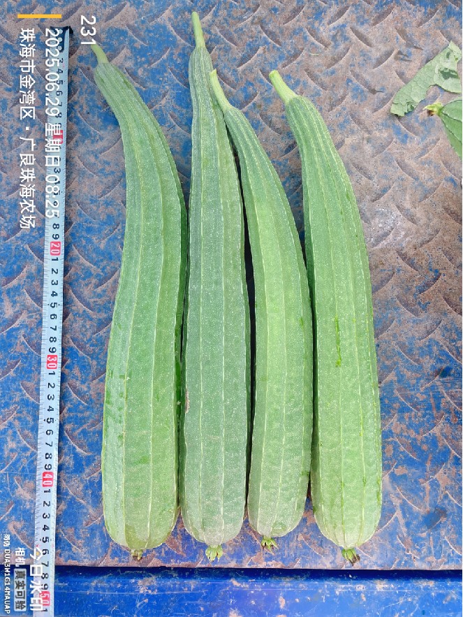 RIG-2188丝瓜（预告）