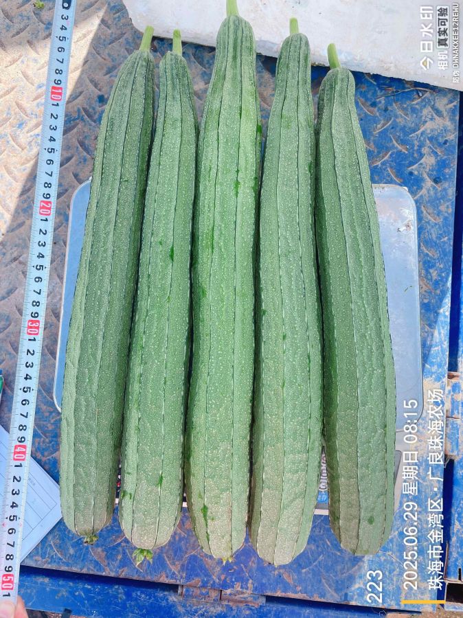 RIG-2057丝瓜（预告）