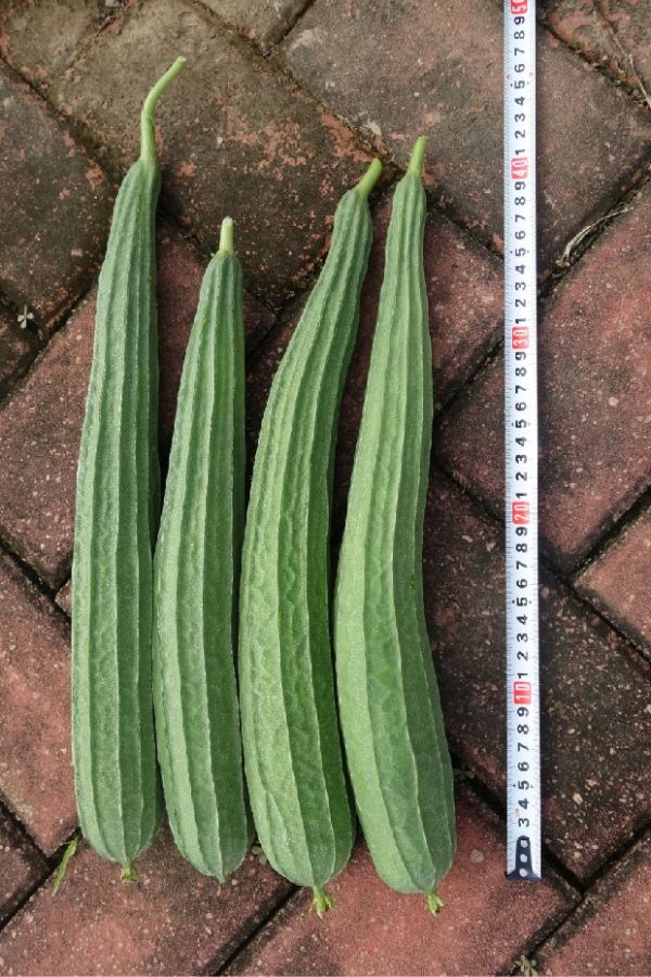 ZH1032LH丝瓜（预告）