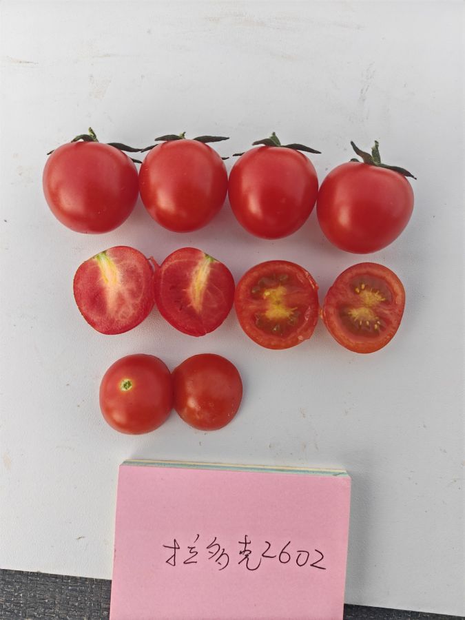 拉多克2602番茄（预告）