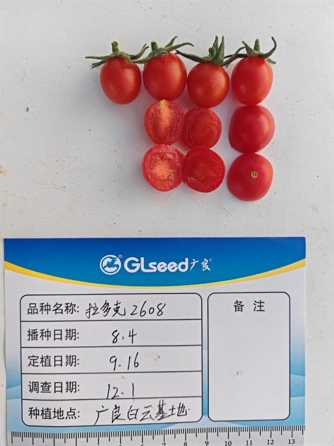 拉多克2608番茄（预告）