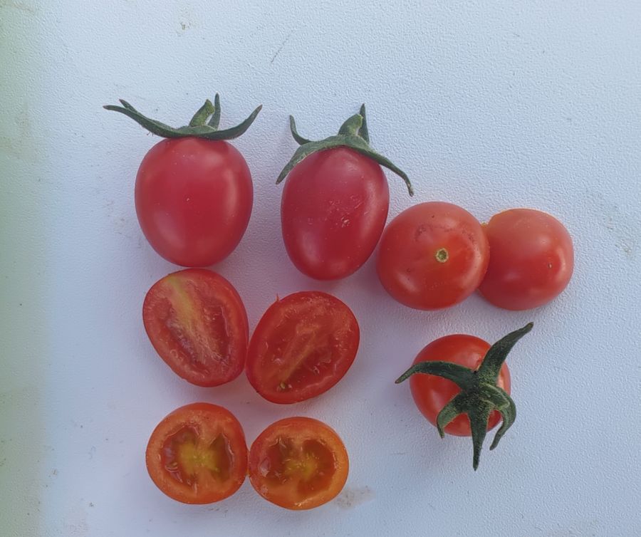 拉多克2614番茄（预告）