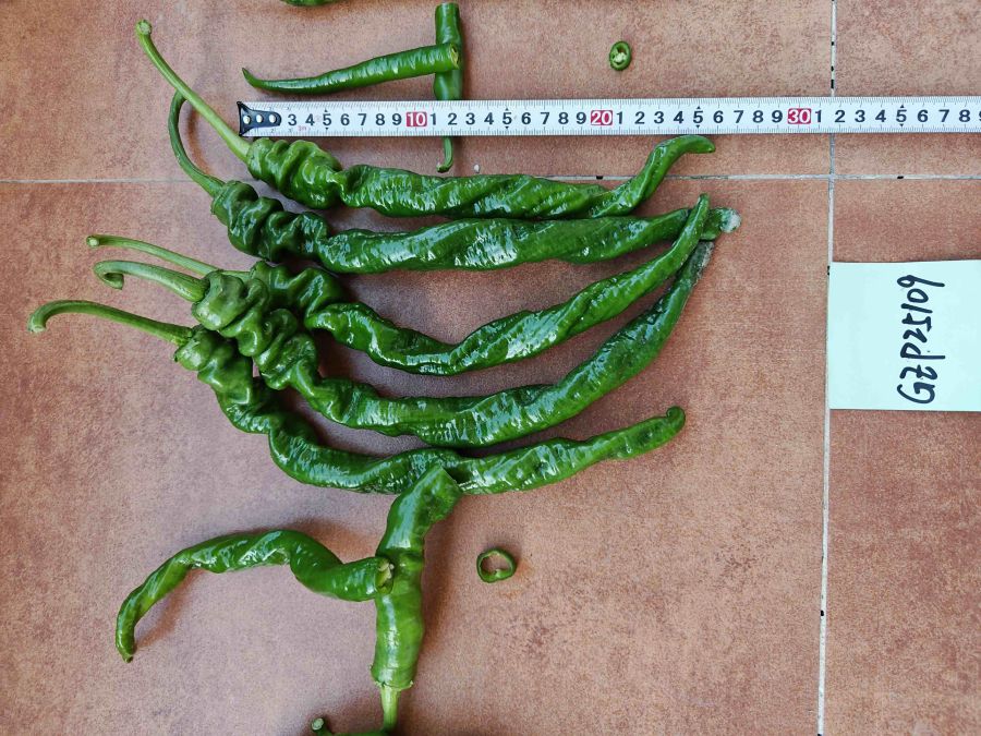 GZP25109辣椒（预告）