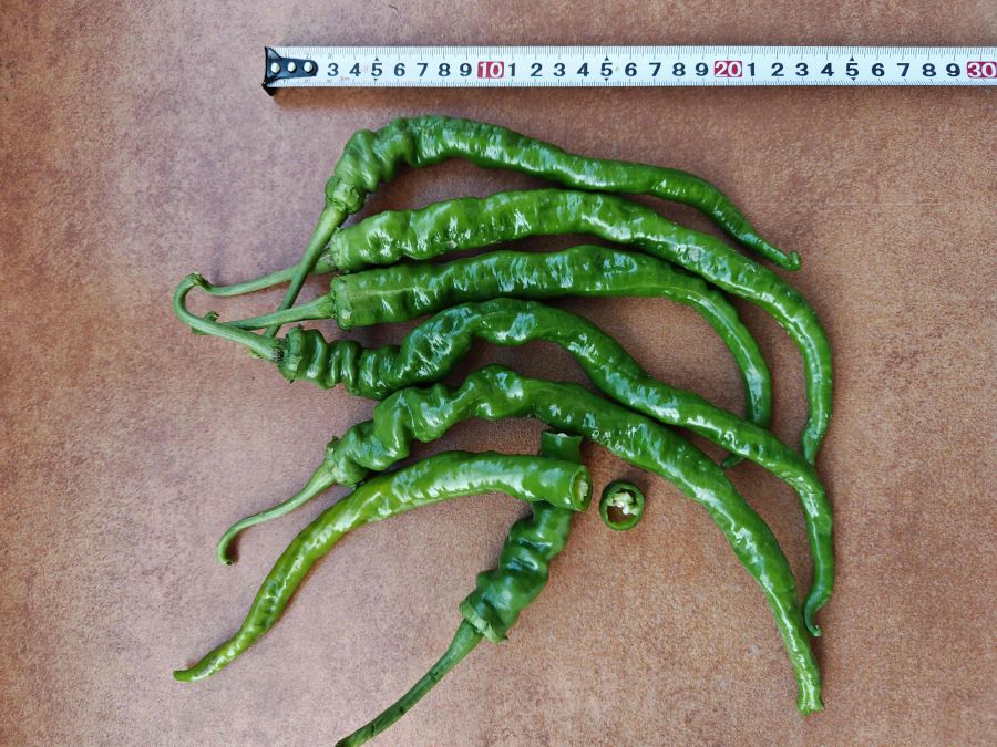 GZP25103辣椒（预告）