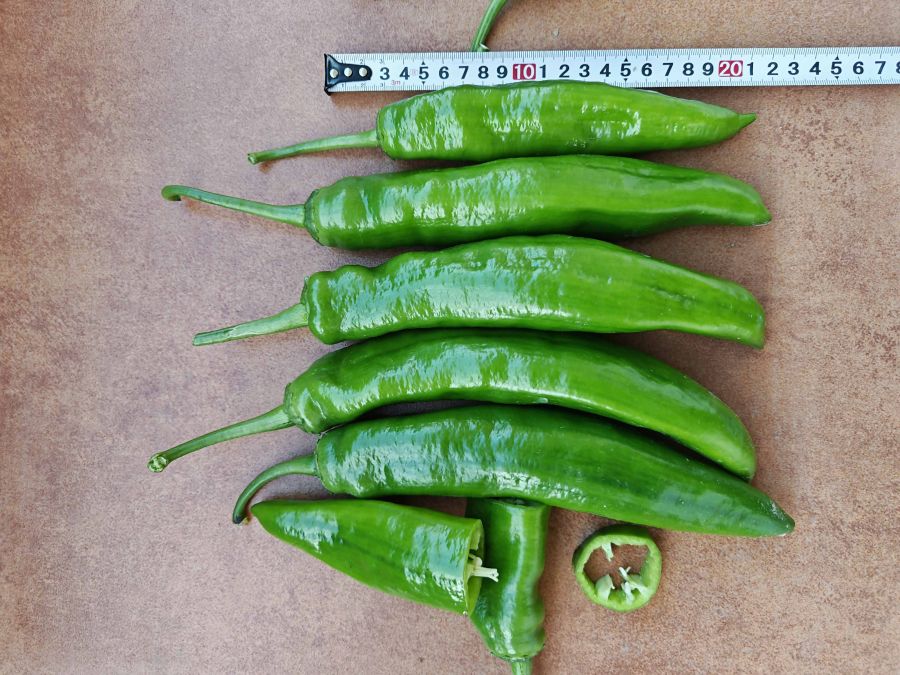 GZP25106辣椒（预告）