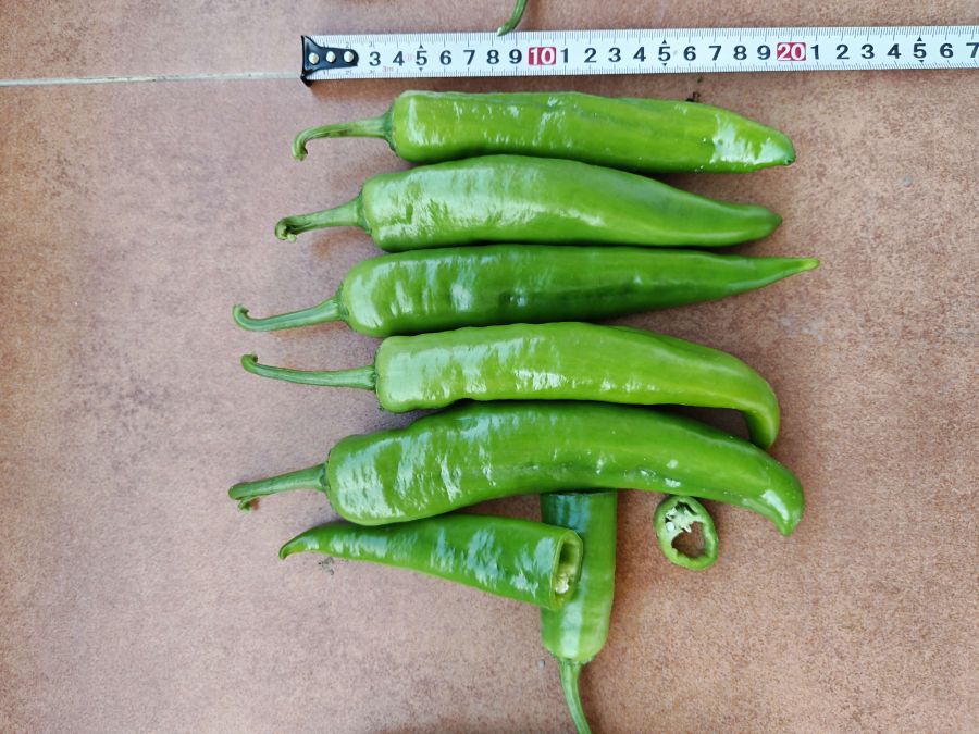 GZP25112辣椒（预告）