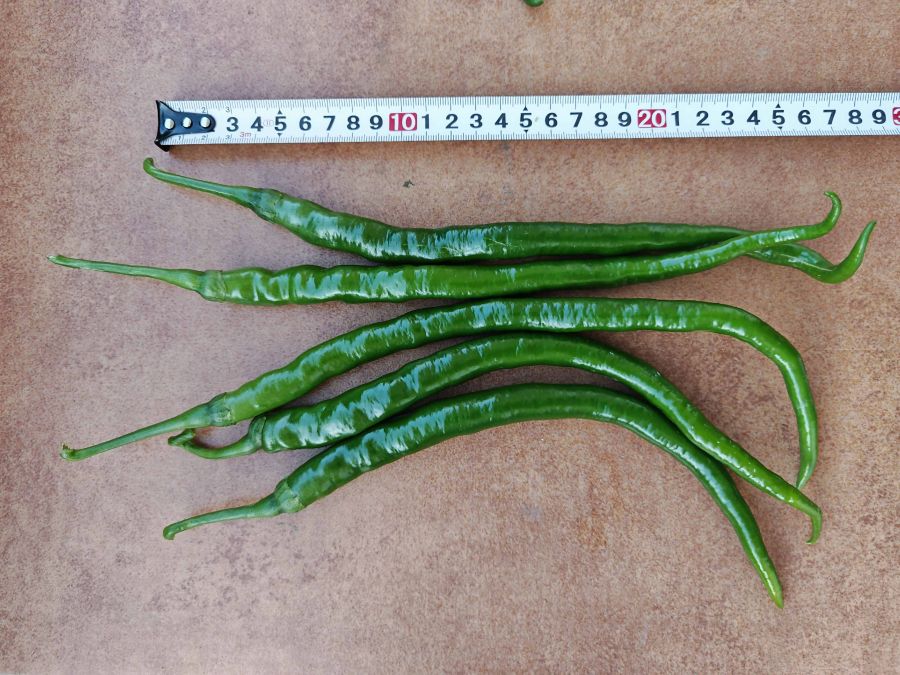 GZP24216辣椒(预告)