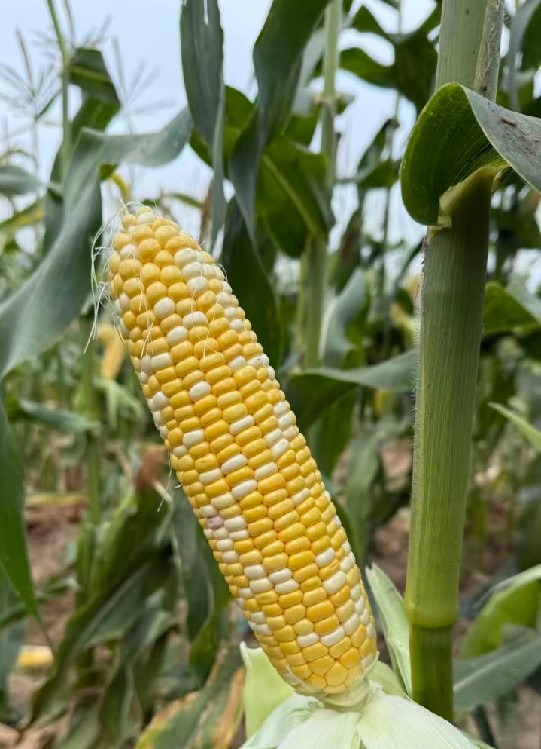 新组合ISAF097玉米（预告）