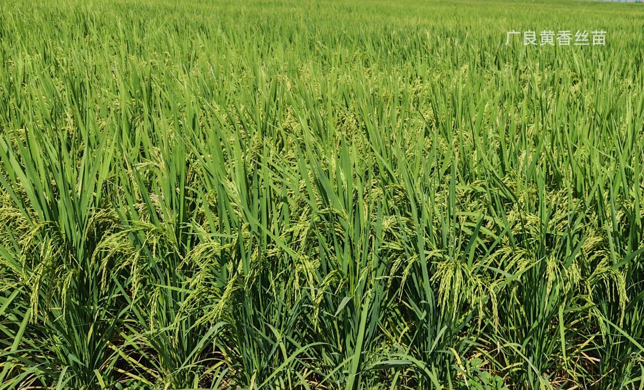 黄香丝苗