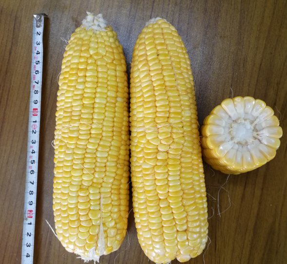 广良甜37号（预告品种）