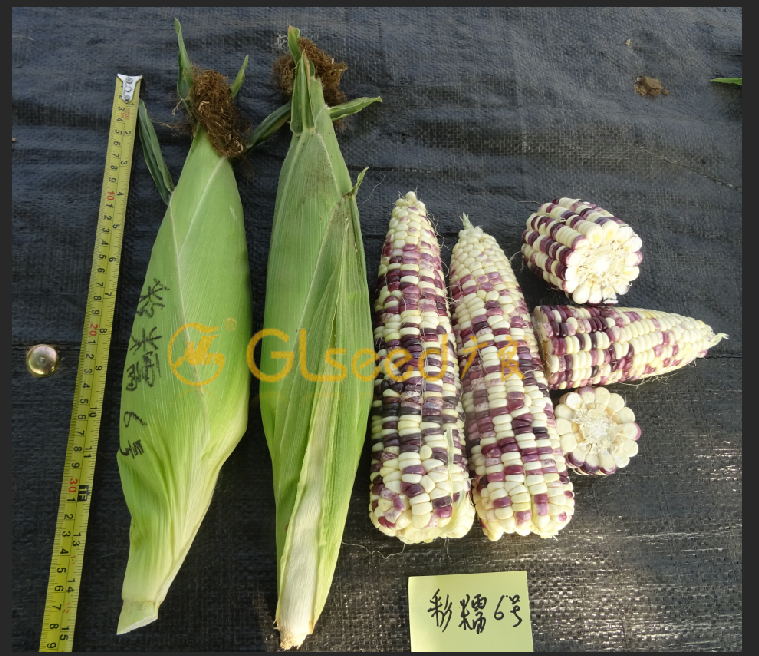 广良糯6号玉米