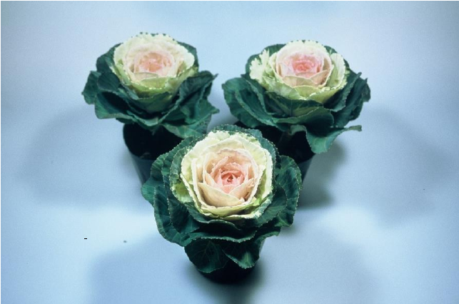 羽衣甘蓝YK GL-002