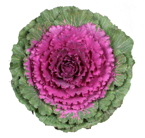 羽衣甘蓝YK GL-005