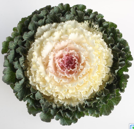 羽衣甘蓝YK GL-007