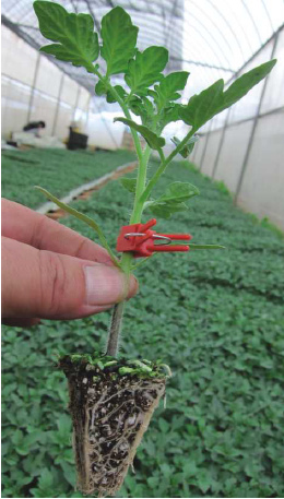 广良688番茄砧木