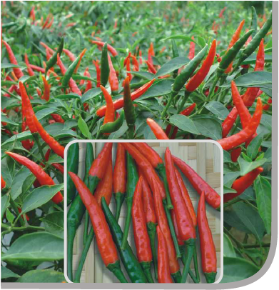 红美达朝天椒