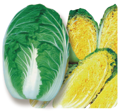 越冬大将白菜