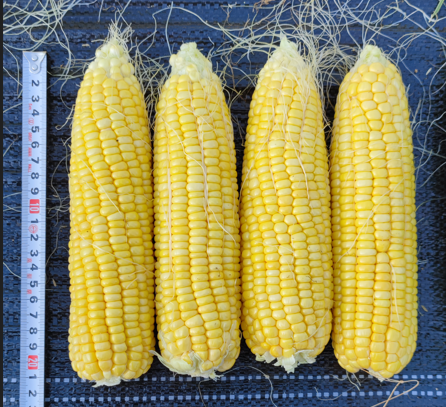 广良甜66号玉米（预告）