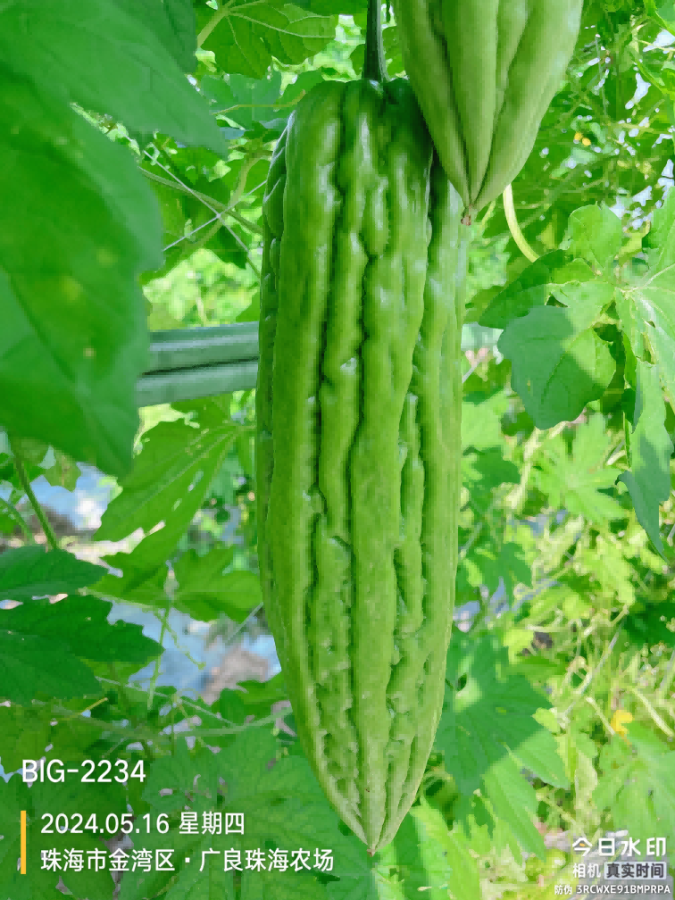 ZH2169Y苦瓜（预告）