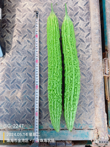 ZH2183P苦瓜（预告）